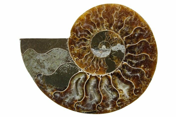 Cut & Polished Ammonite Fossil (Half) - Madagascar #354175